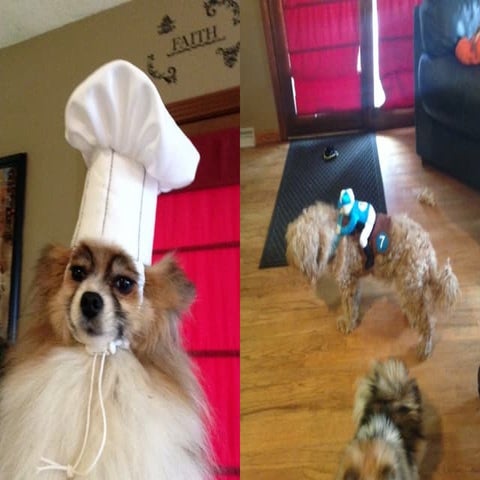 Dogcostumes