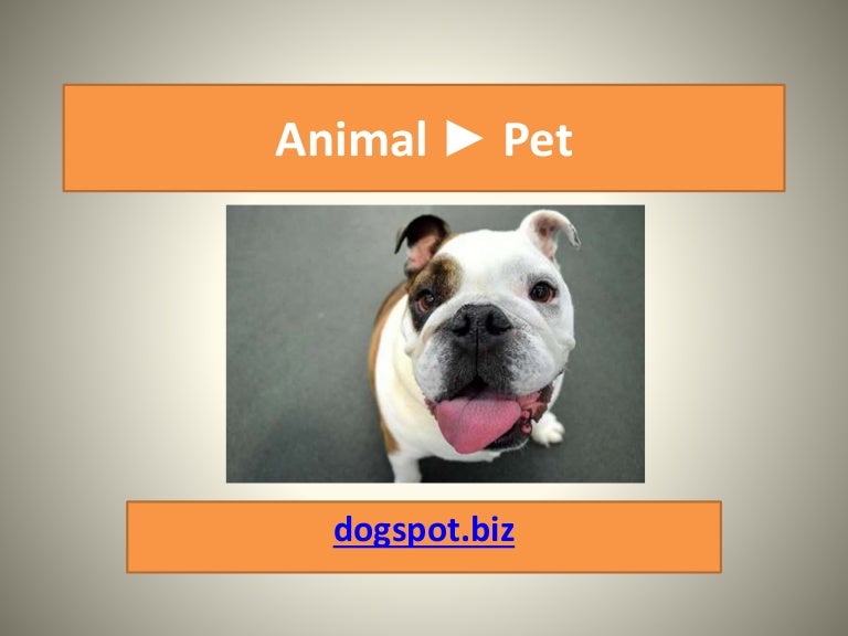 k9 training and doggy daycare