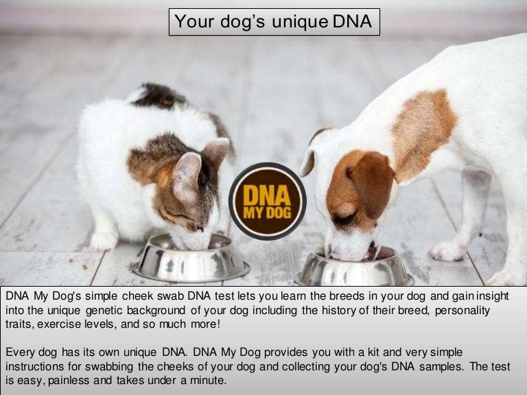 dna my dog levels