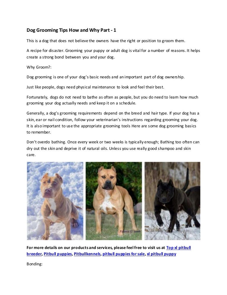 Dog Grooming Tips How And Why Part 1