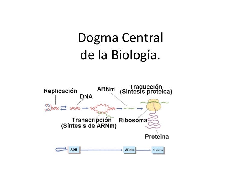 Dogma central de la Biología. Dogma central de la Biología.