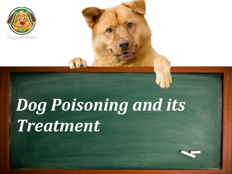 Dog Poisoning Prevention and Treatment