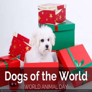 Dogs Of The World - Happy World Ani...
