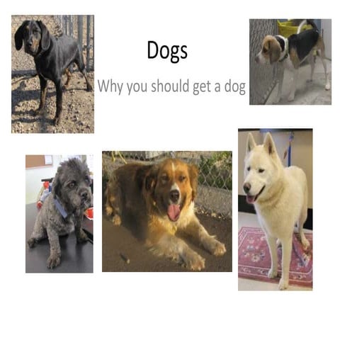 Who Should Not Get a Dog Yet?