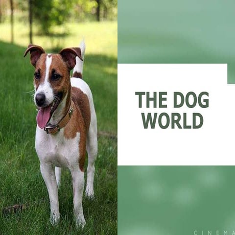 The dog world