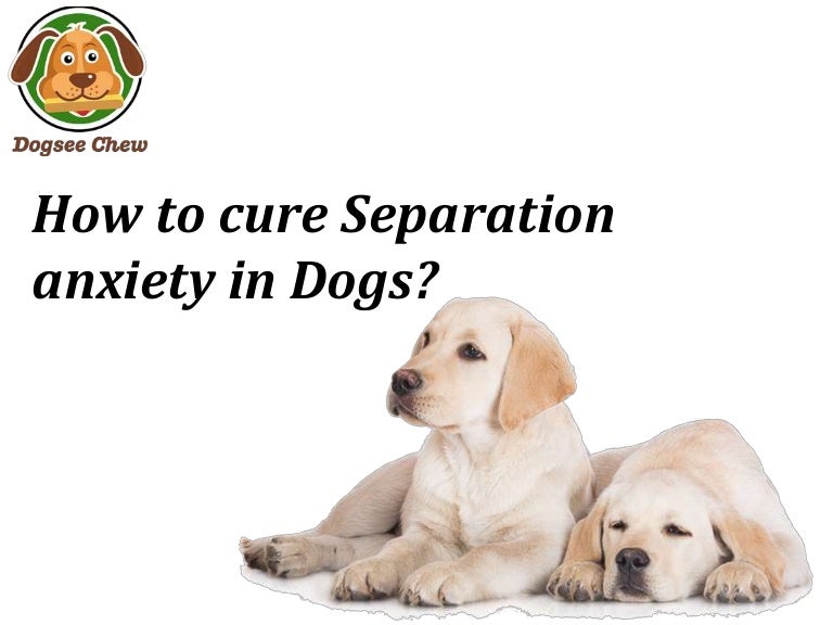 cure separation anxiety