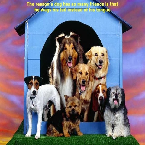 Dogs Furry Wordsof Wisdom