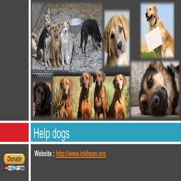 Dogs rescue centers