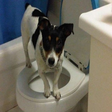 Dog toilet training | PPTX