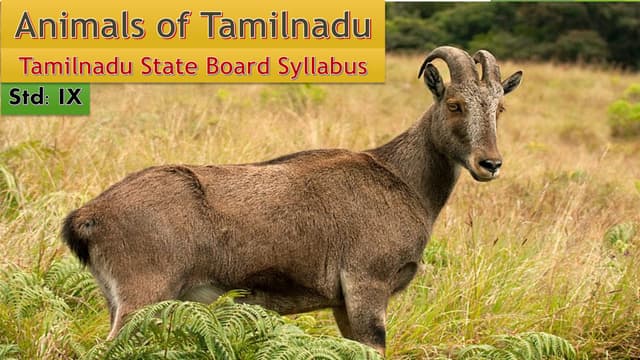 dokument tn  tips_animals-of-tamilnadu.pdf