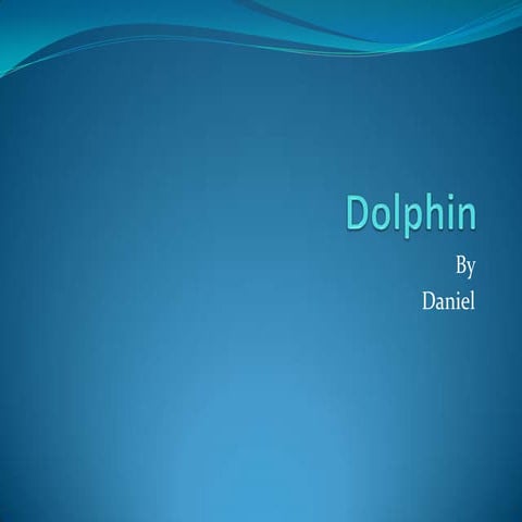 Dolphin