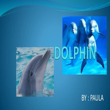 Dolphin