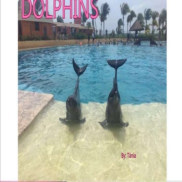 Dolphin