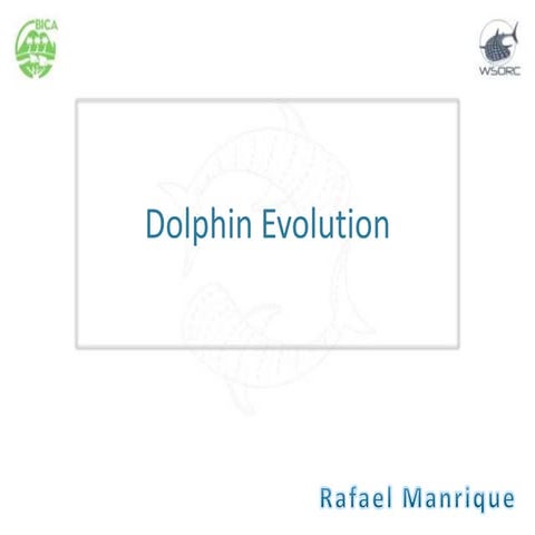 Dolphin evo