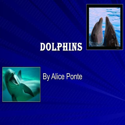 Lessons from dolphin | PPSX