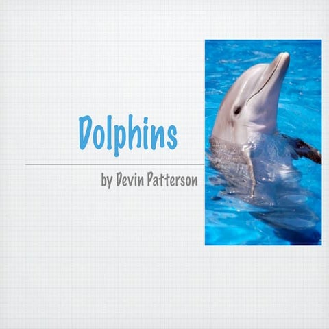 Dolphins By Devin