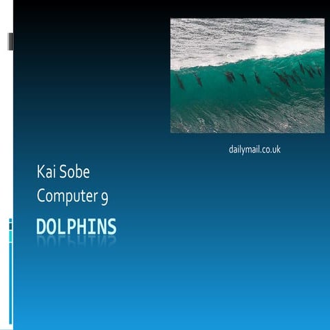 Dolphins presentation