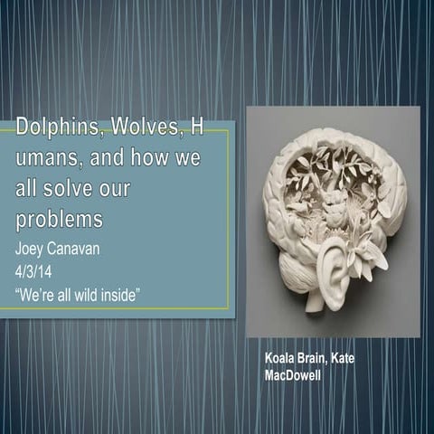 Dolphins, wolves, humans, and how