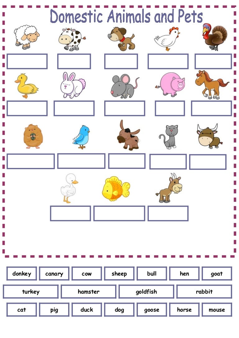 What Do You Mean By The Domestic Animals
