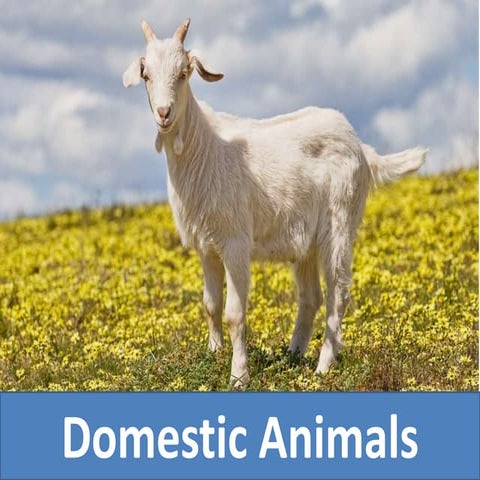 Domestic Animals