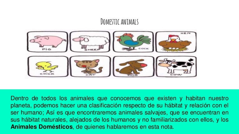 Domestic animals(1)