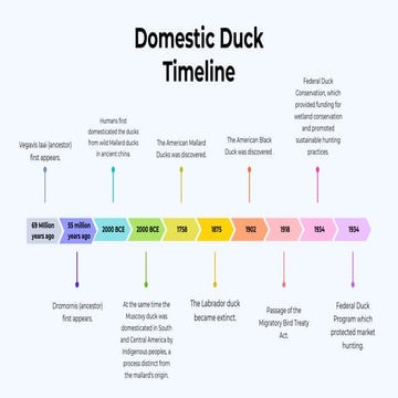 Domestic Duck Timeline Evolutiion of the Modern duck.pdf