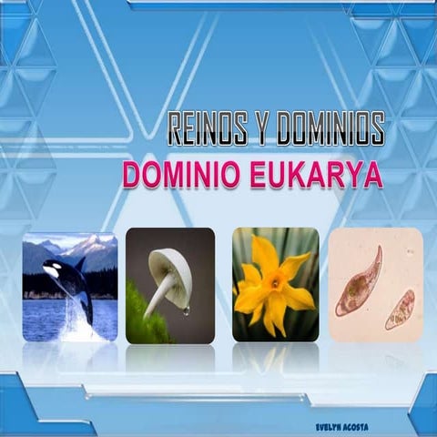 Eukarya Ejemplos Qué Son Los Niveles Taxonómicos ¿Qué Son Los