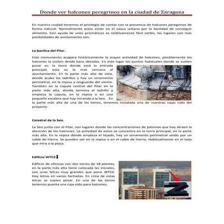 Donde ver halcones peregrinos en la ciudad de zaragoza