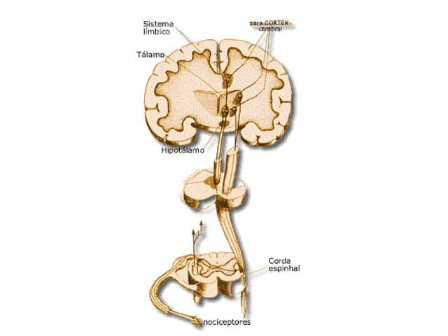 Dor Neuropatica ( Eem )