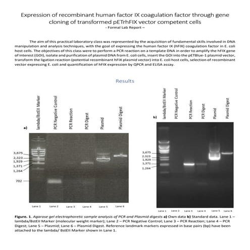 Dorobantu Adina BMS2 - Molecular Biology FLR.pdf