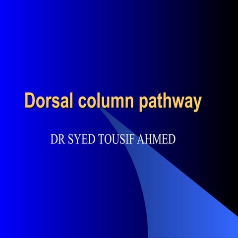 Dorsal column pathway