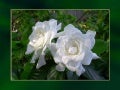 Dos Gardenias
