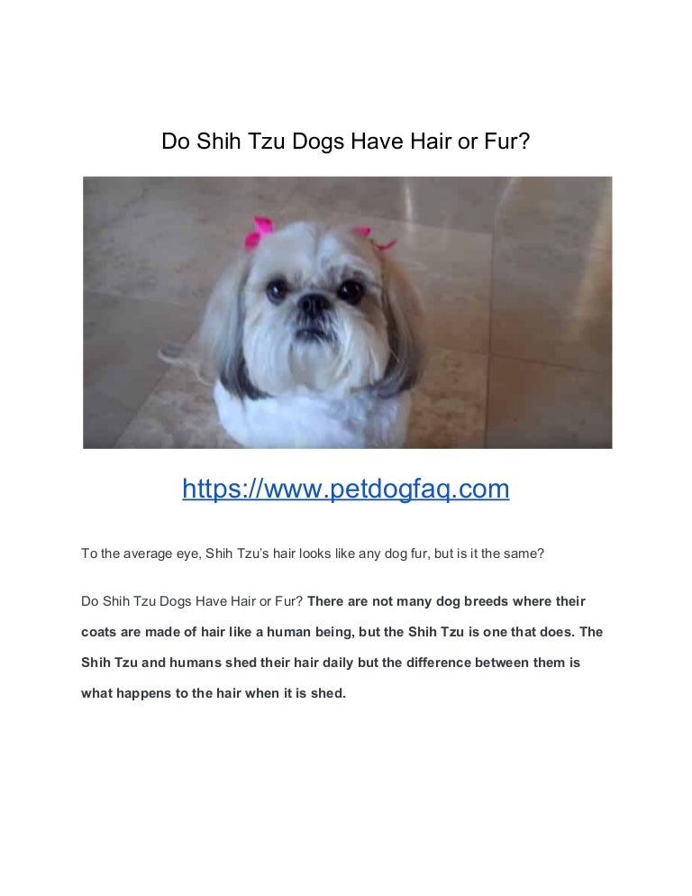 shih tzu puppy hair