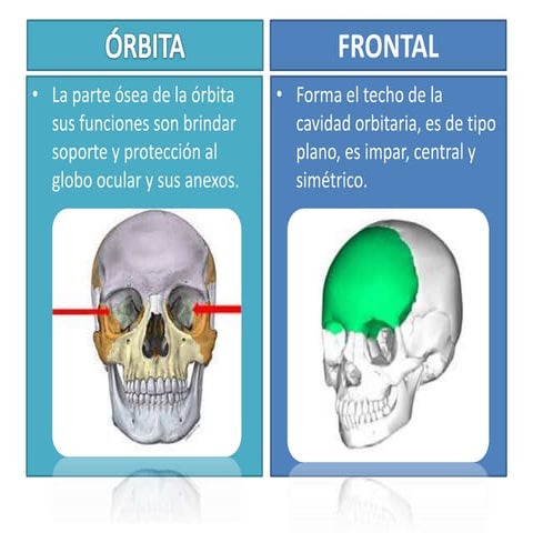 Dossier sobre generalidades del ojo