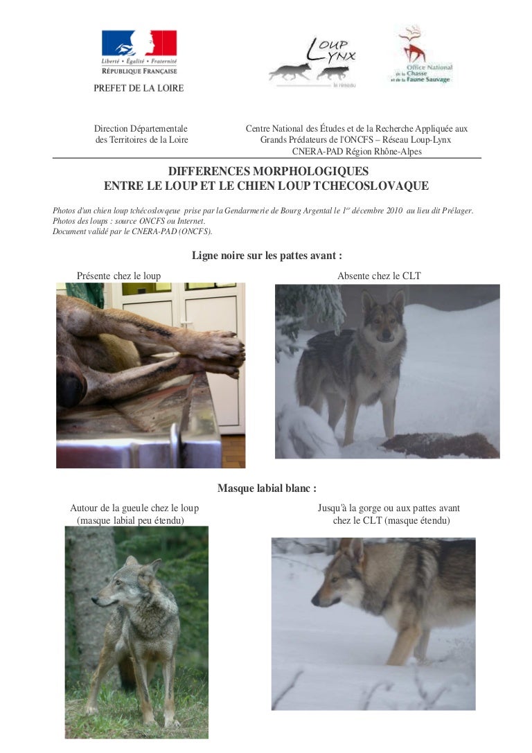 Que Veut Dire Entre Chien Et Loup