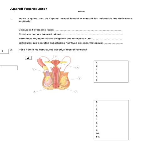 Dossier reproducció