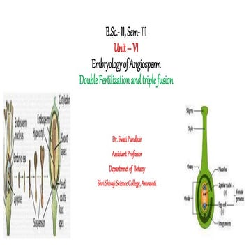 Fertilization In Plants Double Fertilization Syngamy Triple Fusio 