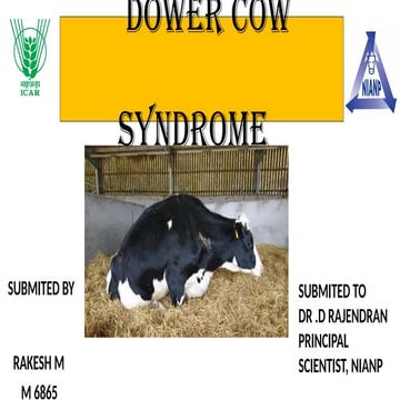 Comprehensive Overview of Downer Cow Syndrome: Causes, Diagnosis ...