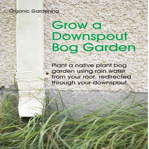 Grow A Downspout Bog Garden