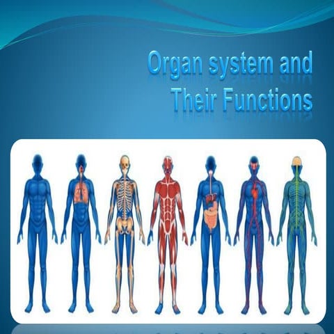 Human Body System and Their Function with a Labelled Diagram.