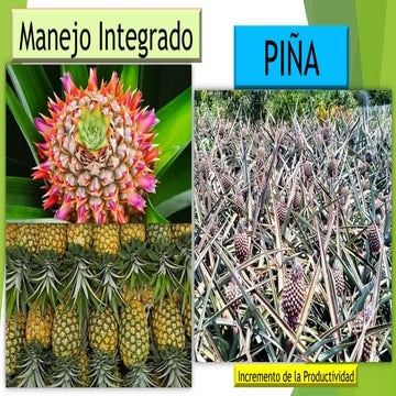 MANEJO INTEGRADO PIÑA ORO MIEL MD2 | PDF