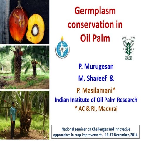 Germplasm conservation in  Oil Palm