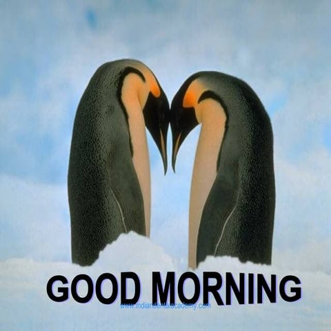  orthodontics bracket systems / online orthodontics courses 