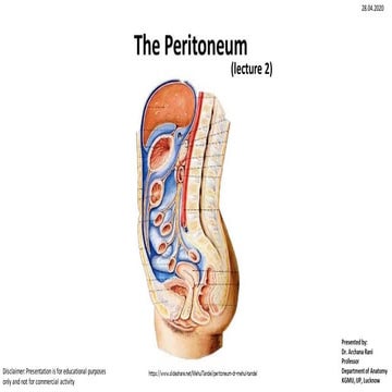 (Peritoneum anatomy .pdf