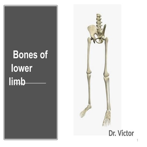 Upper limb boneeeeeeeeeeeeeeeeeeeeeeeeeeee