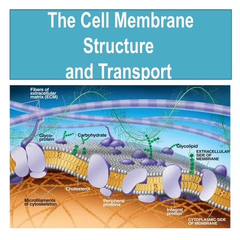 dr. Happy_cell membrane.pptxdr. Happy_cell membrane.pptxdr. Happy_cell ...