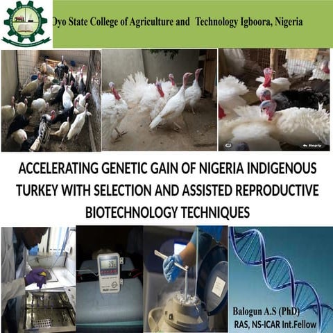 Accelerating Genetic Gain of Nigeria Indigenous Turkey Using Selection ...