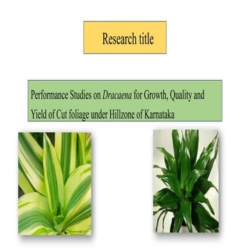 Decorative foliage plant dracaena | PPT