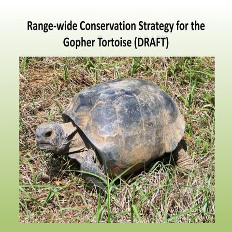 Range-wide Conservation Strategy for the Gopher Tortoise (Draft)