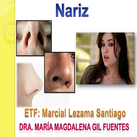 NARIZ - Anatomia y Funciones
